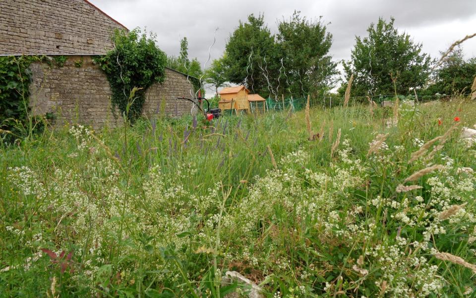 A wild vibe on the Lewis-Stempel potager - John Lewis-Stempel 