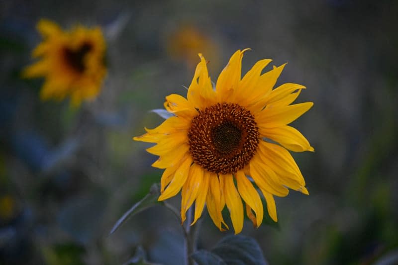 Lawson found that as she began to process her grief, she planted more colourful plants, including black-eyed Susans, sunflowers and pansies in her garden. Roberto Pfeil/dpa