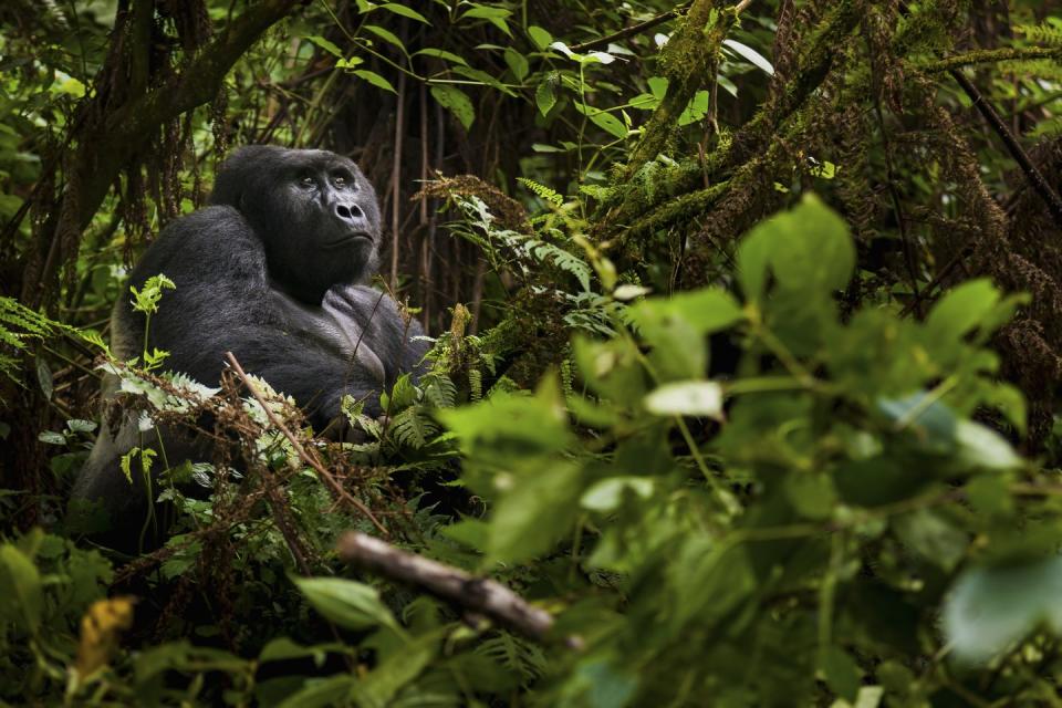 <p>One-in-a-lifetime trips to Rwanda to see the gorillas can continue again. Following the reopening of domestic tourism and international charter flights on 17 June, Rwanda Development Board (RDB) has announced that commercial flights will once again be welcomed back into the East African country from 1 August 2020. All visitors will be required to show proof of a negative covid-19 test taken within 72 hours of arriving into the country. All tourism activities, including primate trekking within Rwanda’s national parks, have now resumed in line with enhanced covid-19 prevention measures.</p>