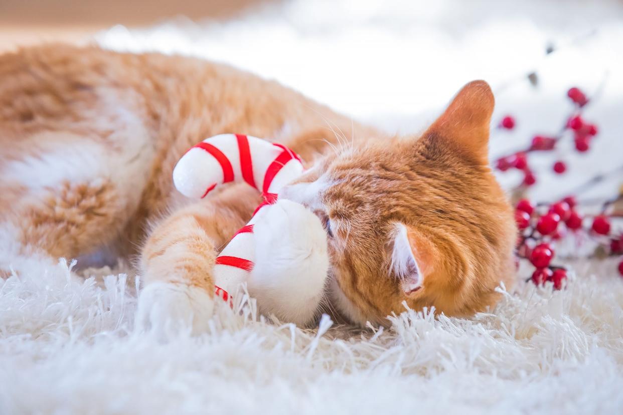 ginger cat playing with a candy cane christmas cat toy