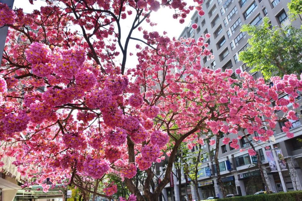 台中多處公園與街道出現超夢幻花團，紫紅色系花朵處處綻放。（記者陳金龍攝）