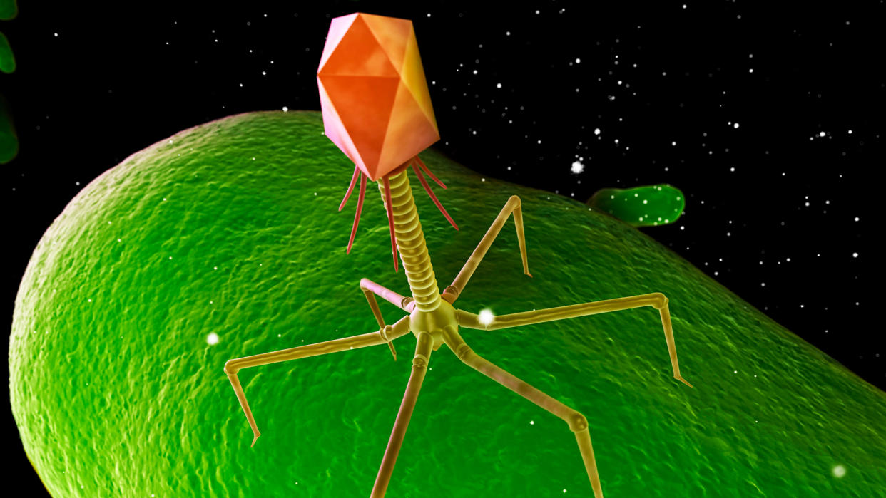  Computer illustration of a large orange and red bacteriophage, a type of virus, on a large green bacterial cell. 