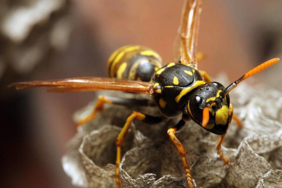 Hot weather could increase the number of yellowjackets and other wasps in California. Lawns, sprinklers and insects attract the predatory wasps.