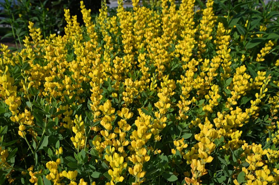 Baptisia prefer and grow best in deep, rich, moist but well-drained soil.  Once established, they are quite drought tolerant because they have a root system that goes deep into the ground.