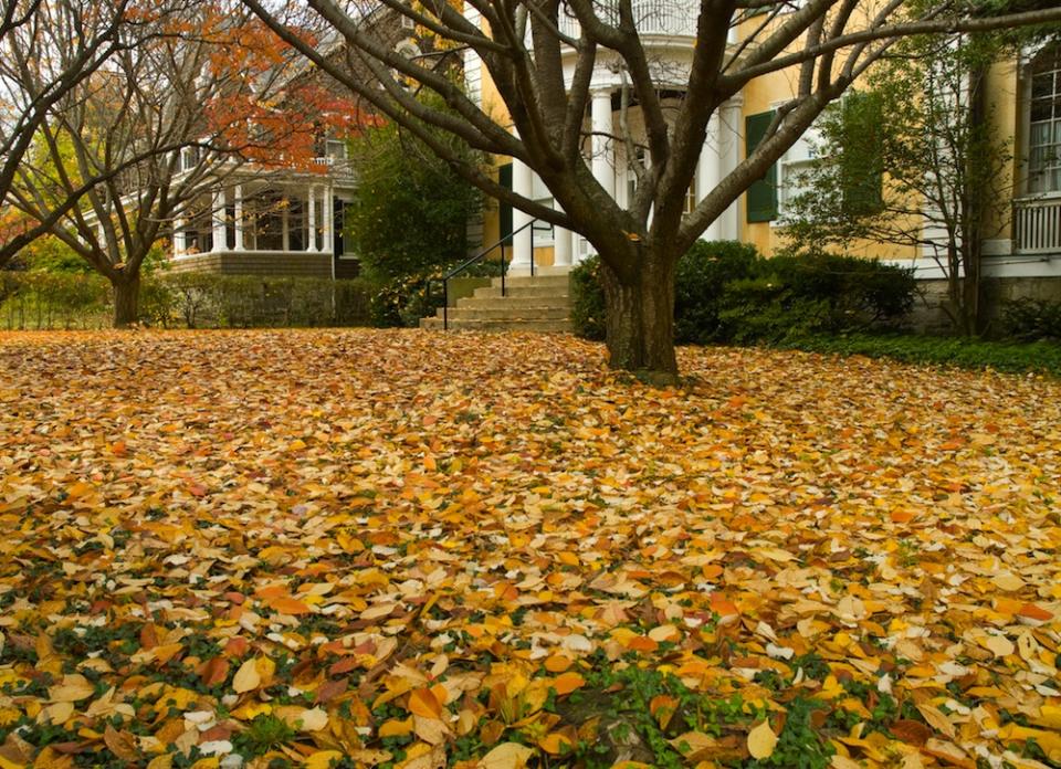 Don't Make These 8 Mistakes in Your Front Yard