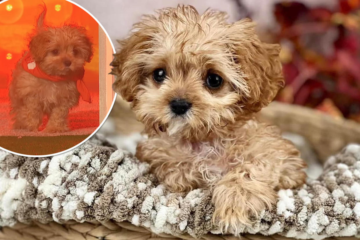 A special needs puppy who was a part of this yearâs Puppy Bowl sadly died at just four months old.