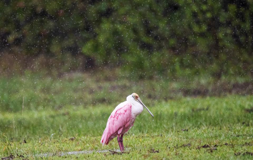 A roseate spoonbill hangs out on Lovers Key as rain falls on Friday, June 3, 2022. A disturbance that eventually grew into Tropical Storm Alex dumped upwards of a foot of rain on some areas in Southwest Florida.