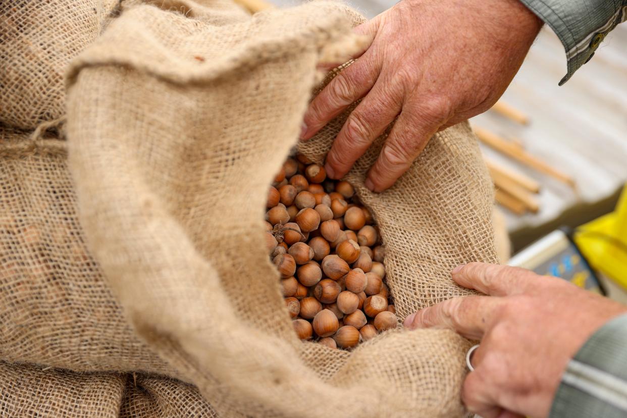 The guaranteed price for a pound of hazelnuts fell to 40 cents this year, a quarter of what it was in 2014.