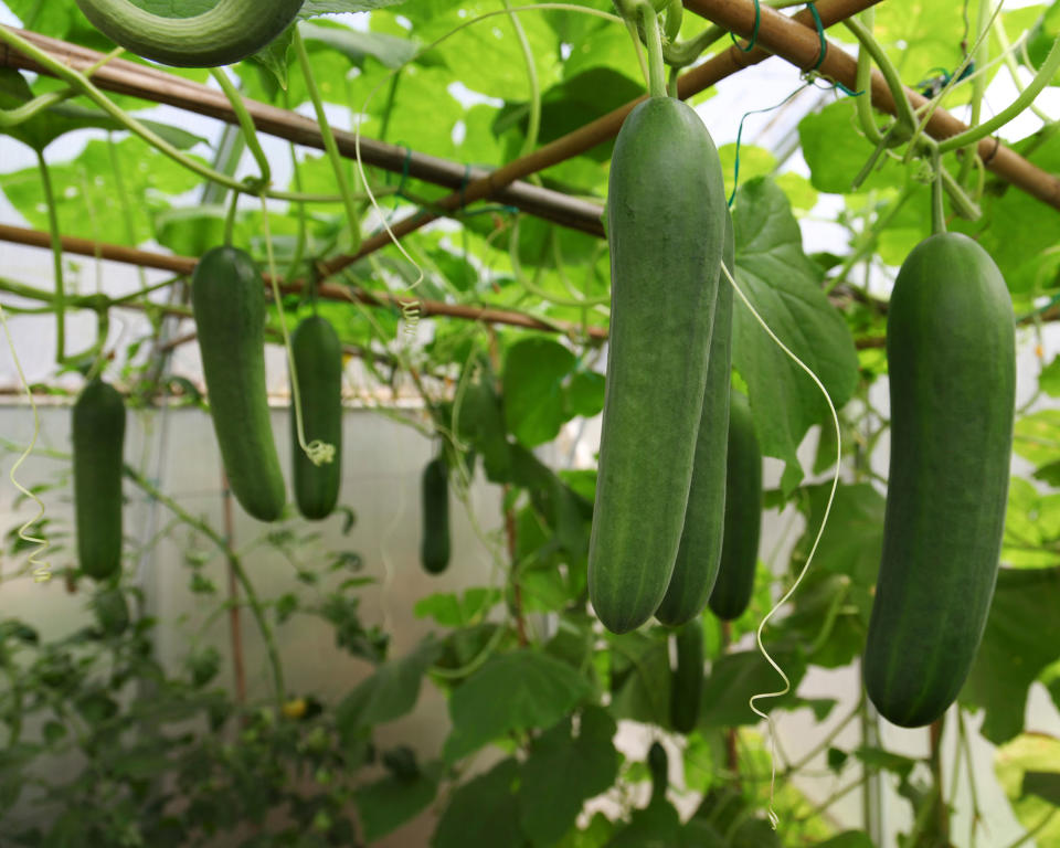 3. Cucumbers