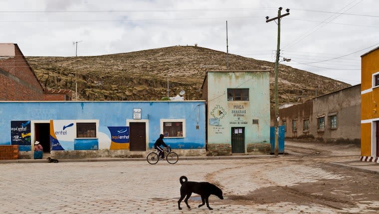 Getting Dogs in Bolivia the Essential Care They Need
