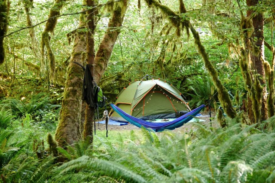 Camping in Hoh rainforest, Olympic National Park