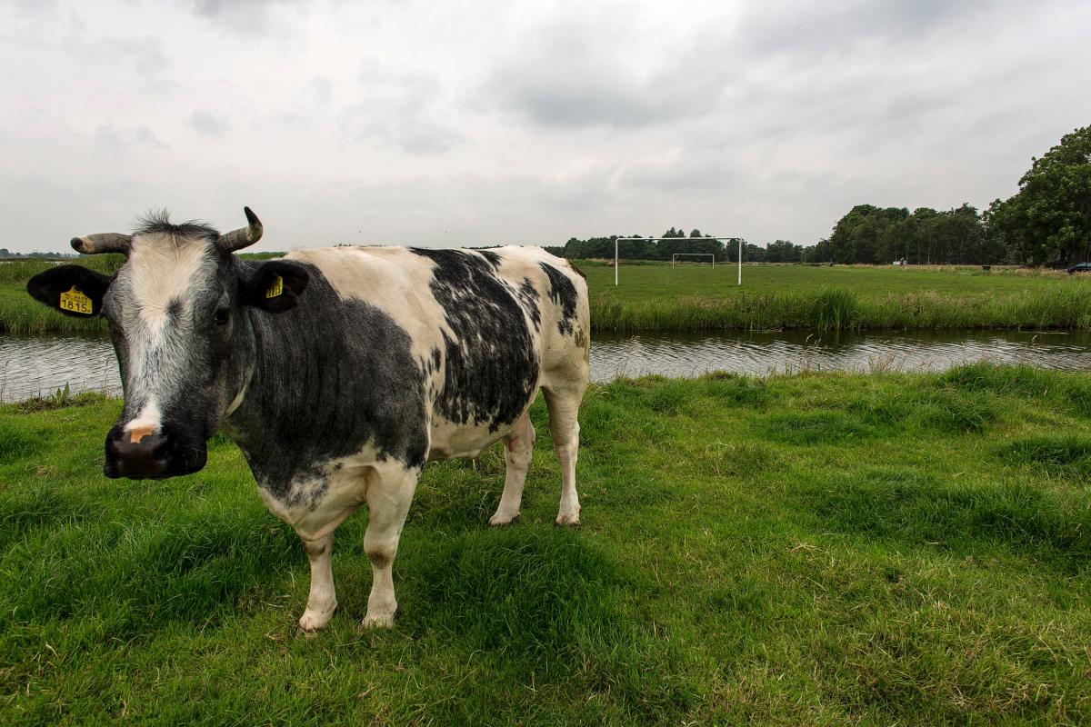 cows eating poop