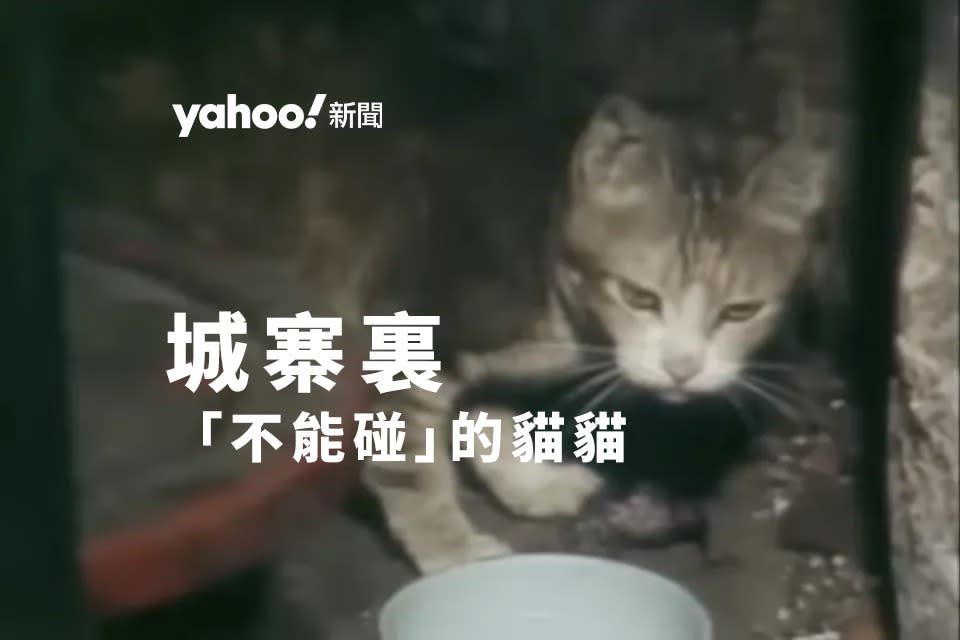 聽榮哥的說法，城寨幾乎家家戶戶都會養貓。（香港電台《鏗鏘集》〈城寨〉截圖）