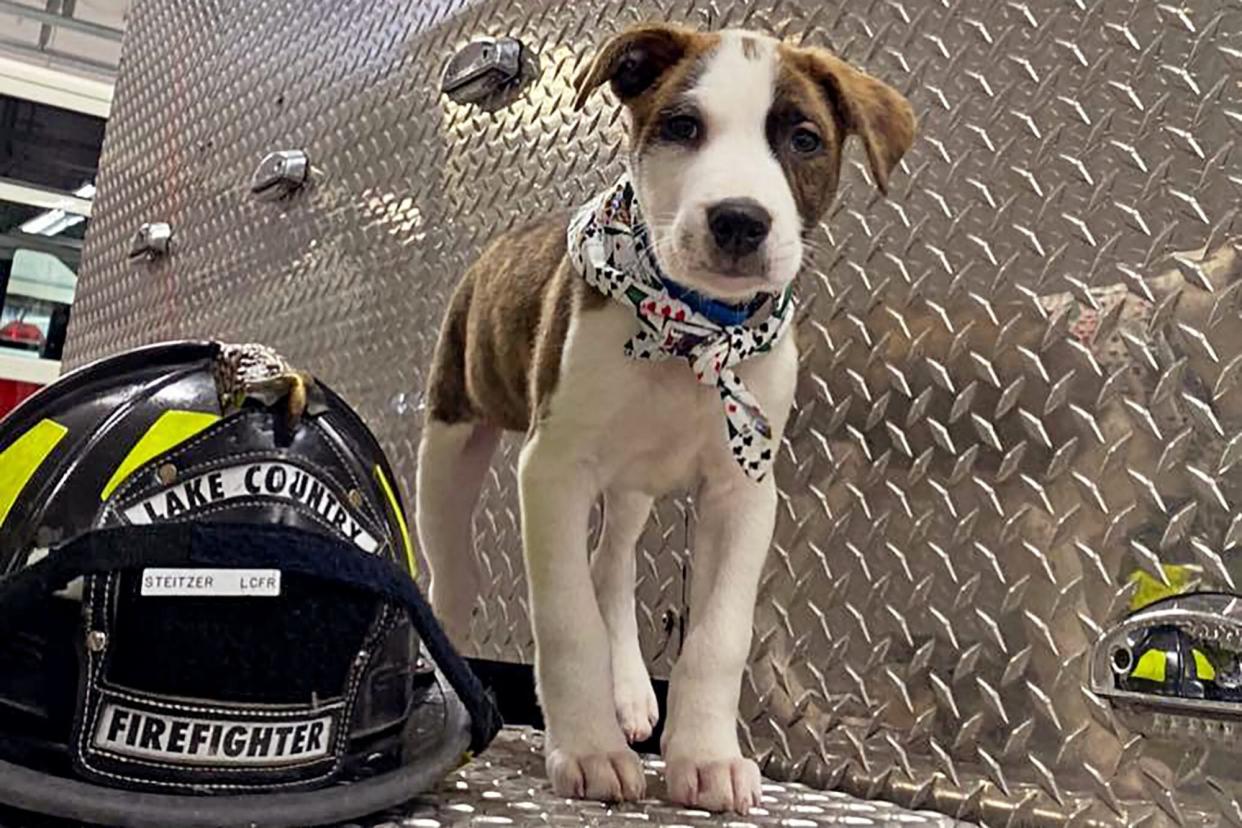 Lucky, dog that was adopted by firefighters after they rescued him from a plane crash