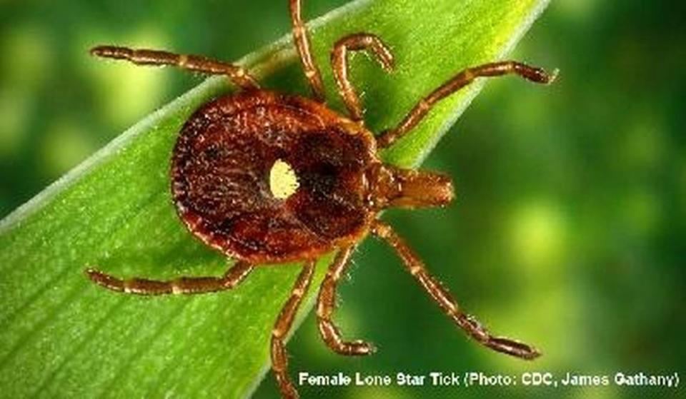 A female Lone Star tick. James Gathany/CDC