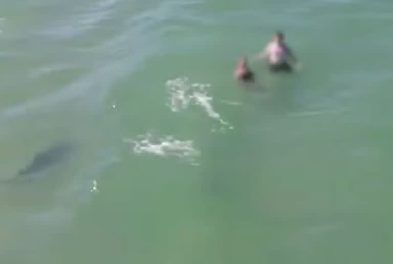 El tiburón se acercó a varios grupos de bañistas en Daytona Beach, Florida