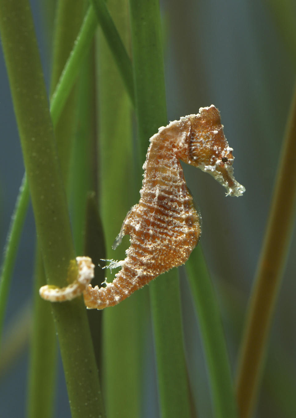 This undated photo provided by the Monterey Bay Aquarium shows a dwarf seahorse at the aquarium in Monterey, Calif. The government will study whether the inch-long seahorse  the smallest of four species found in U.S. waters should have federal protection. The dwarf seahorse lives only in seagrass beds in the Gulf of Mexico. (AP Photo/Monterey Bay Aquarium, Randy Wilder)