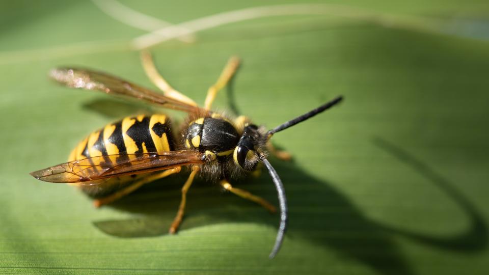 Yellow Jacket Wasp Insect on Green Leaf Macro