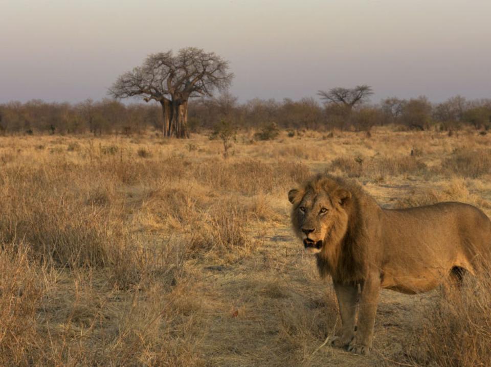 Hunters travel to farms to kill lions which have been raised for hunting