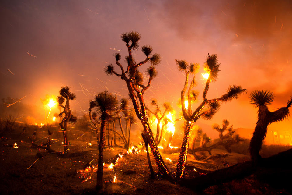 El viento azota las brasas de los árboles de Josué en Juniper Hills, California, el viernes 18 de septiembre de 2020. (AP Foto/Ringo H.W. Chiu)