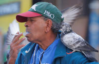 <p>A pigeon sits on the shoulder of a man as he smokes a cigarette in Sydney, Australia, May 11, 2017. (Photo: Jason Reed/Reuters) </p>