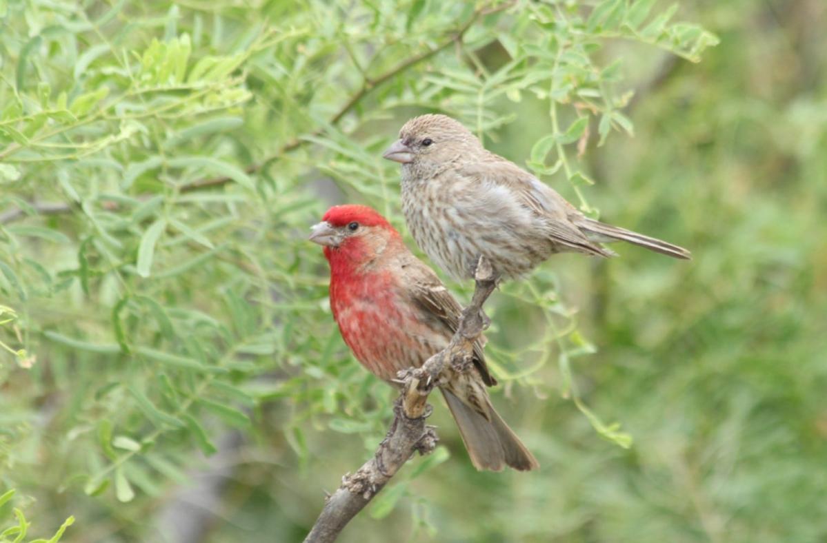 Everything to know about the House Finch