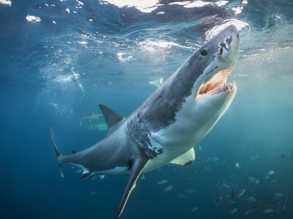 Great white shark in Australian waters