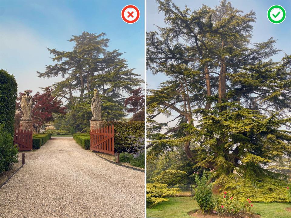 The author photographs a tree outside of Venice, Italy, in 2022.