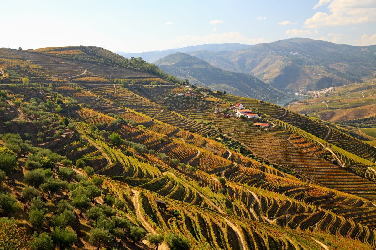 Wine lovers can swap the day tours for a whole holiday of flowing vino  (Getty Images)