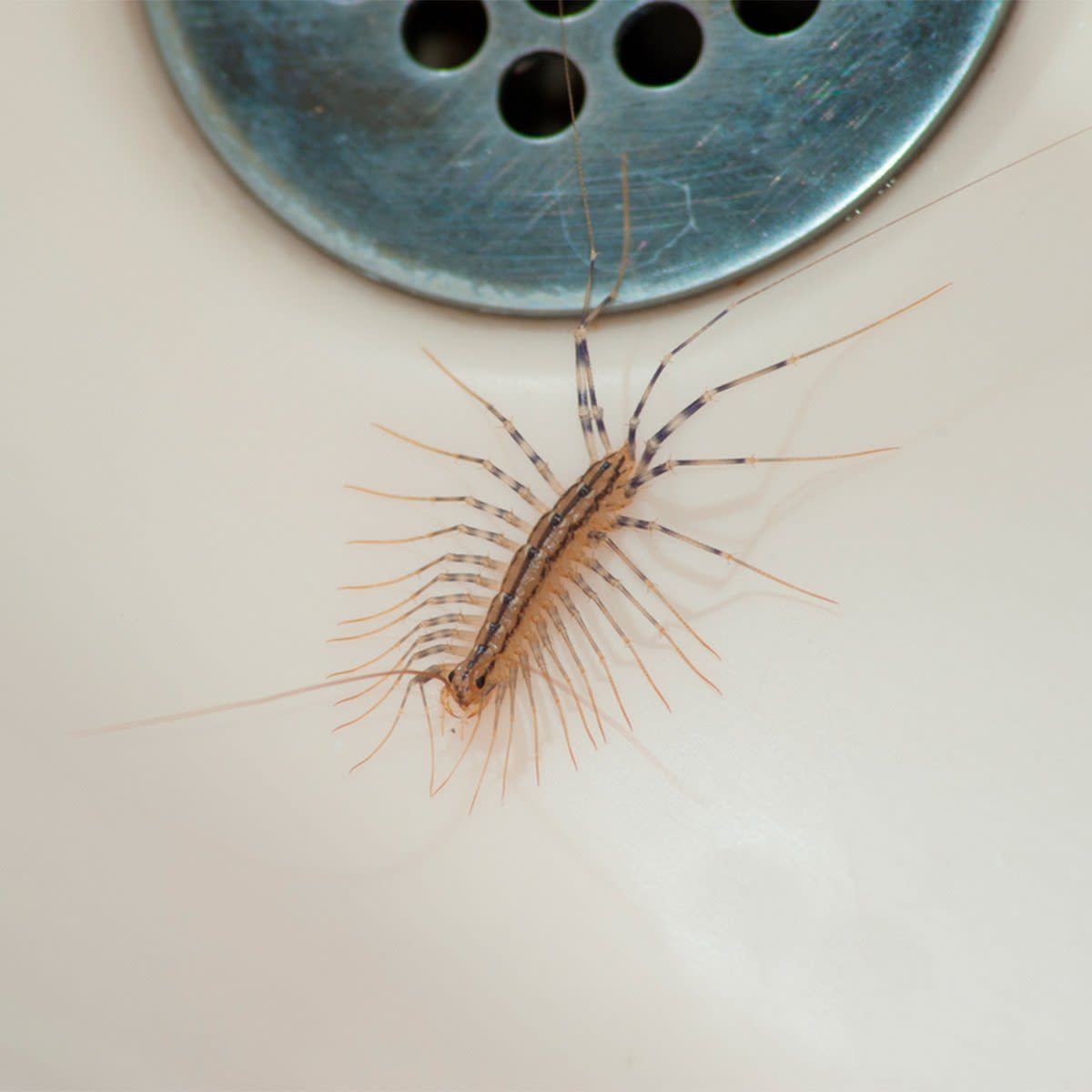 centipede in house house bugs