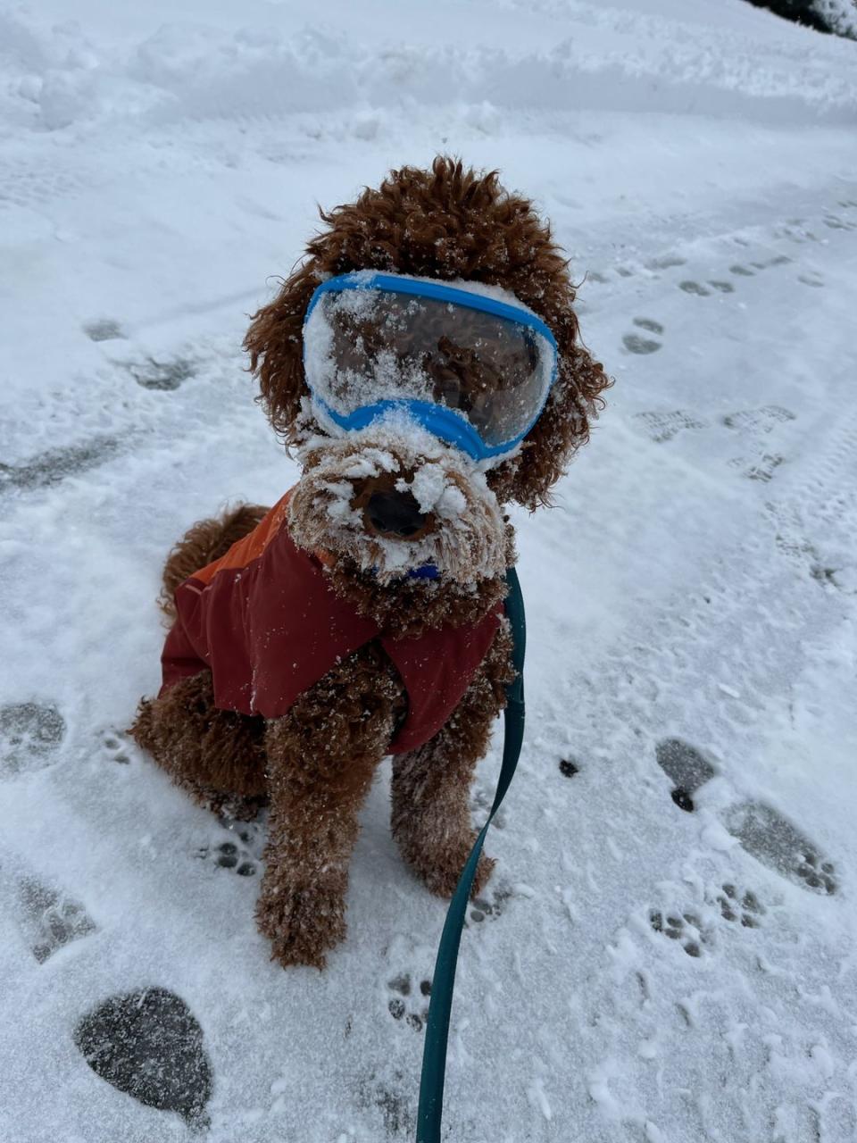 dog coat testing