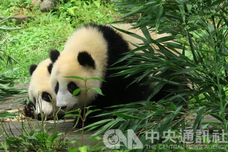 中國大熊貓保護研究中心」位於四川雅安的碧峰峽基地育有47隻圈養大貓熊，展出其中約20隻。圖為1歲貓熊雙胞胎「喬伊」、「喬良」。（資料照片）