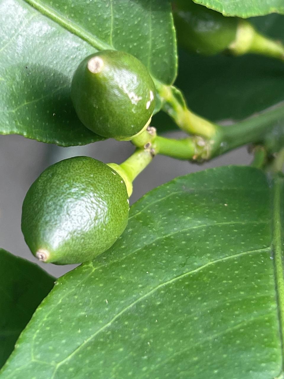 Meyer lemons look like tiny limes when they first appear on the potted tree.