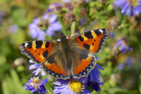 Embargoed to 0001 Wednesday April 9Undated handout photo issued by Butterfly Conservation of a Small Tortoiseshell as butterflies saw their fortunes improve last summer following their worst year on record in 2012 - but numbers were still below average, a UK-wide study has shown. PRESS ASSOCIATION Photo. Issue date: Wednesday April 9, 2014. The warm summer helped garden favourite the small tortoiseshell record its best year in a decade, the scheme which began in 1976 showed, and boosted numbers of migrants such as clouded yellow butterflies from the Continent. See PA story ENVIRONMENT Butterflies. Photo credit should read: Ian Kirk/Butterfly Conservation/PA WireNOTE TO EDITORS: This handout photo may only be used in for editorial reporting purposes for the contemporaneous illustration of events, things or the people in the image or facts mentioned in the caption. Reuse of the picture may require further permission from the copyright holder.