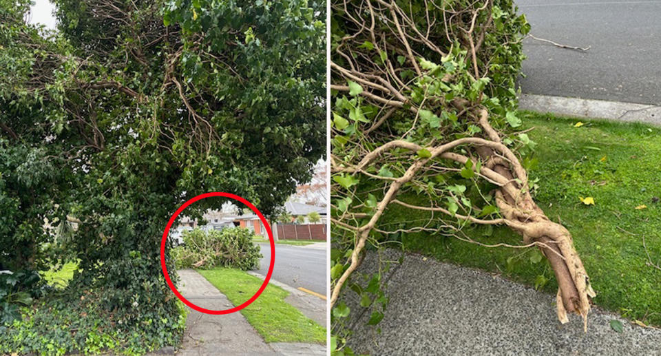 Two images showing broken tree branch on footpath. 