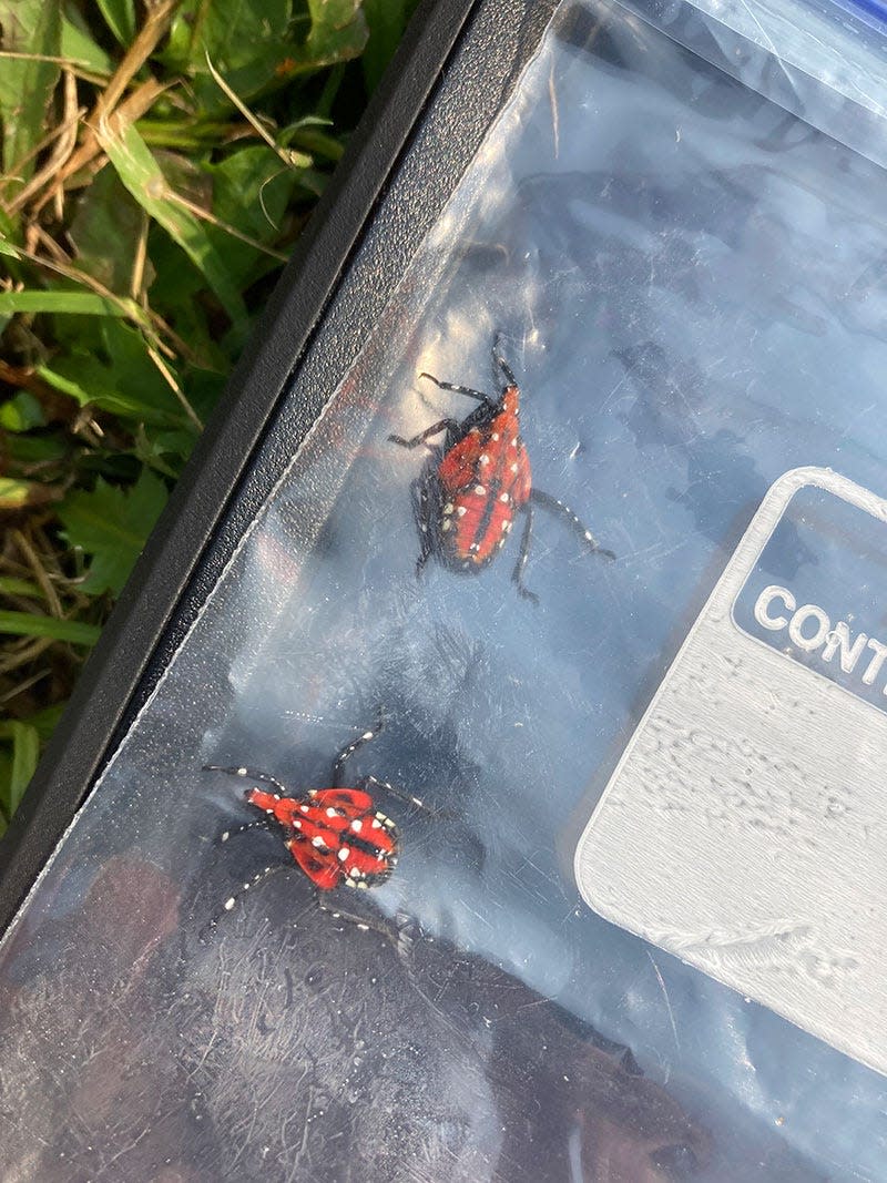 These are lanternfly nymphs.
