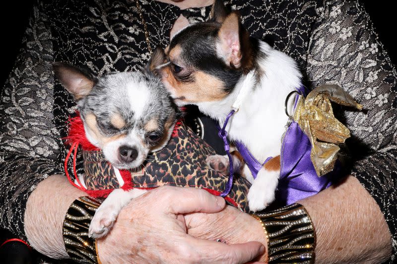 Chihuahuas Xena and Myles are held by their owner at the 17th annual New York Pet Fashion Show