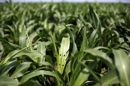 A leaf of a sorghum plant is seen after it was eaten by a crop-eating armyworm at a farm in Settlers, northern province of Limpopo, February 8,2017. REUTERS/Siphiwe Sibeko