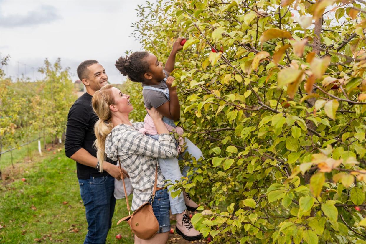 a woman helps her child to pick an apple while her husband looks on at peck and bushel organic fruit co in erin, wisconsin