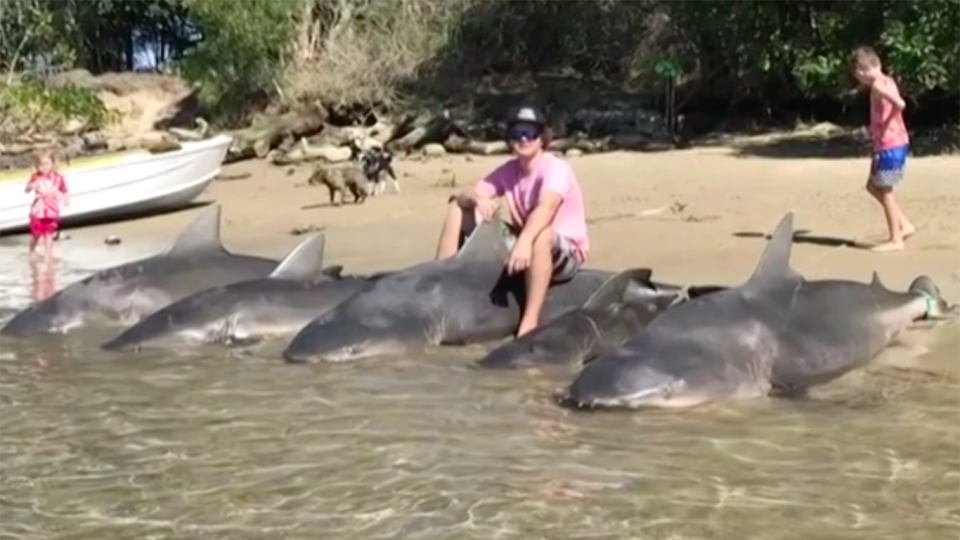 The same fisherman last month pulled out five sharks 100 metres from where children were swimming. Source: 7 News