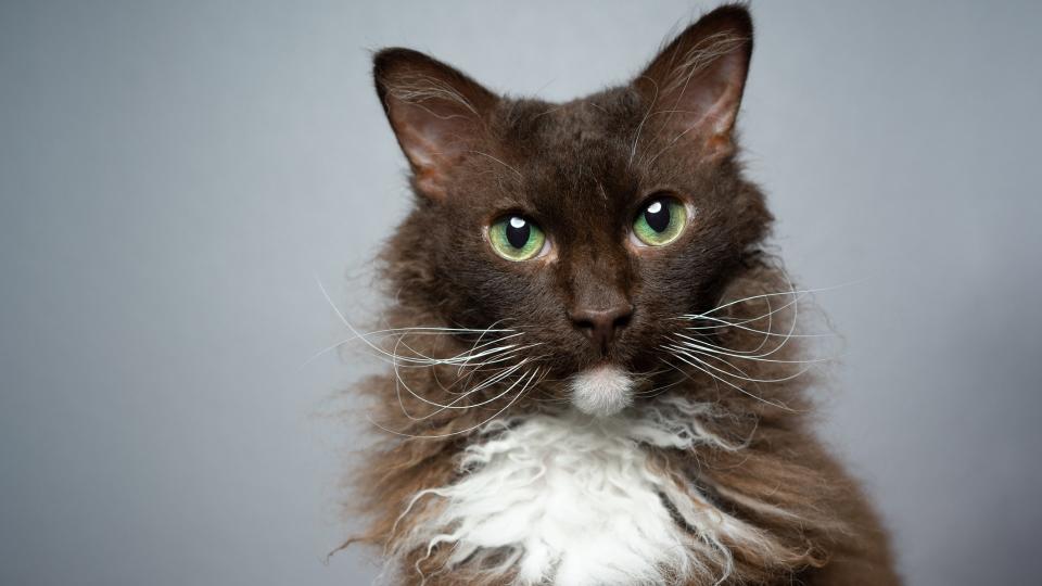 close up of a LaPerm cat