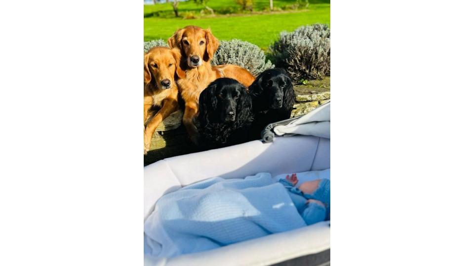 Four dogs watching over a baby in a pram