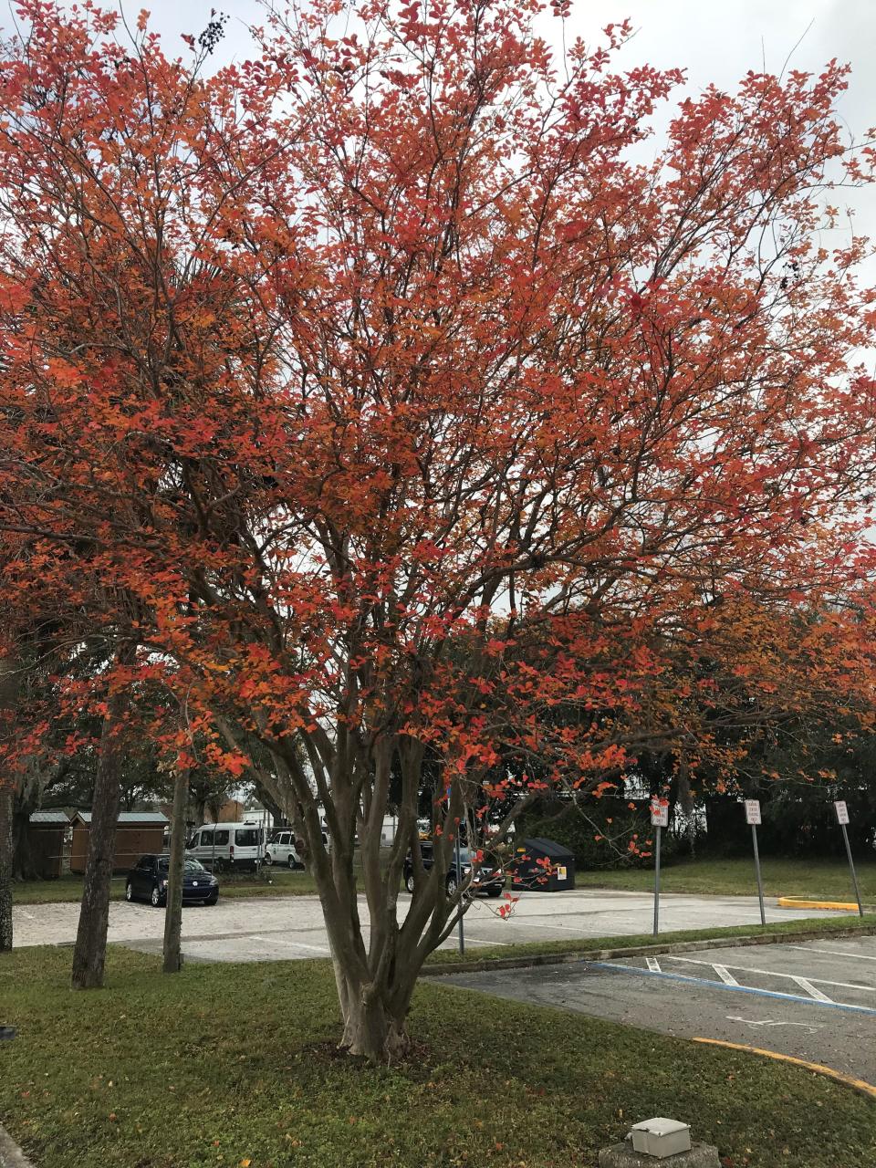 Not only does the crape myrtle provide summer flowers, it has nice fall colors as well.