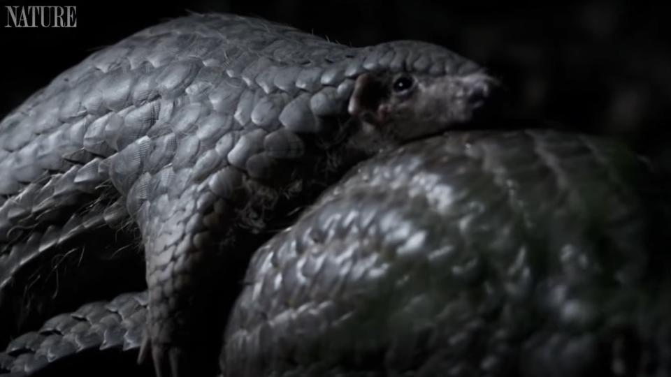 Two pangolins mating