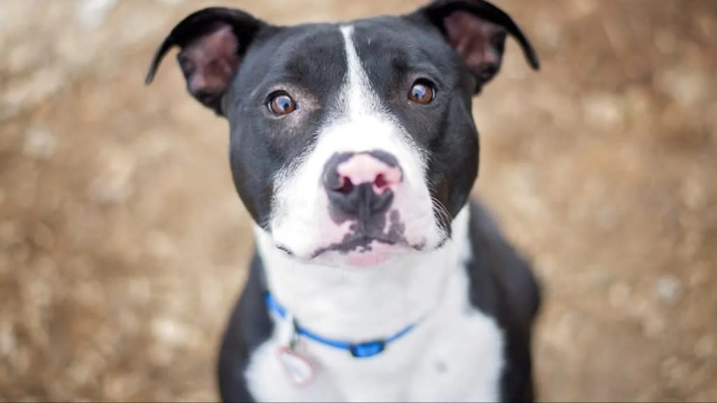 Black and white Pit Bull similar to the dog abandoned in Connecticut who is now ready for adoption.