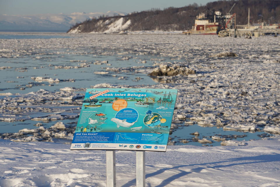 An educational sign about endangered Cook Inlet belugas. is seen on March 7 at the small boat launch Anchorage's Port of Alaska. The sign was designed and erected to raise public awareness, part of a wide-ranging strategy to help the endangered whales recover. Cook Inlet belugas' habitat overlaps with a lot of human uses, including those at the port. (Photo by Yereth Rosen/Alaska Beacon)