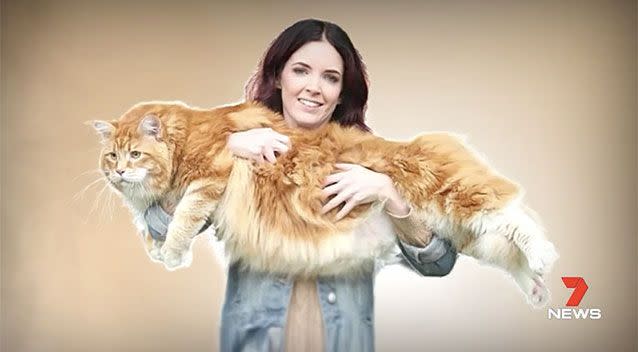 Melbourne moggie Omar is in contention as the Guinness World Records' longest cat, measuring 120cms long. Picture: 7 News