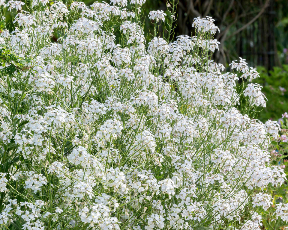 7. Hesperis matronalis var. albiflora