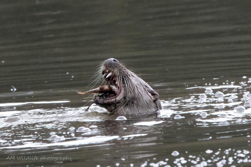 Western Telegraph: Meal time for this otter.