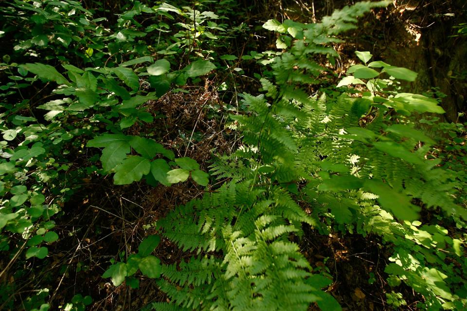 Poison oak and ferns grow in Santa Ynez Canyon in Topanga State Park on May 21, 2008 in Los Angeles, California.
